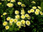 Gartenblumen Gemaltes Gänseblümchen, Goldene Feder, Goldene Mutterkraut, Pyrethrum hybridum, Tanacetum coccineum, Tanacetum parthenium foto, Merkmale gelb