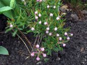 Garden Flowers Bog Rosemary, Common Bog Rosemary, Marsh Andromeda photo, characteristics pink