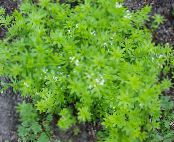 Garden Flowers Sweet Woodruff, Our Lady's Lace, Sweetscented Bedstraw, Galium odoratum photo, characteristics white