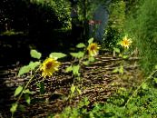 Gartenblumen Sonnenblume, Helianthus annus foto, Merkmale gelb