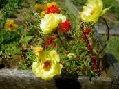 Gartenblumen Sonnenpflanze, Portulaca Stieg Moos, Portulaca grandiflora foto, Merkmale gelb