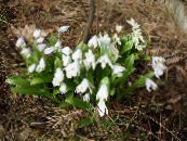 les fleurs du jardin Scille Sibérien, Scilla photo, les caractéristiques blanc