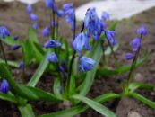 les fleurs du jardin Scille Sibérien, Scilla photo, les caractéristiques bleu