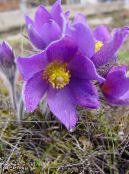les fleurs du jardin Anémone Pulsatille, Pulsatilla photo, les caractéristiques lilas