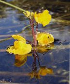 Gartenblumen Wasserschlauch, Utricularia vulgaris foto, Merkmale gelb