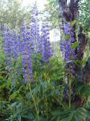 I fiori da giardino Lupin Streamside, Lupinus foto, caratteristiche blu
