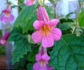 les fleurs du jardin Digitale Chinois, Rehmannia photo, les caractéristiques rose