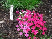 I fiori da giardino Stella Rossa, Posy Roseo, Rhodohypoxis foto, caratteristiche rosa