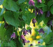 Gartenblumen Glocke Lila Reben, Rhodochiton foto, Merkmale lila