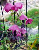 Garden Flowers Purple Bell Vine, Rhodochiton photo, characteristics pink