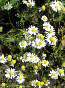 I fiori da giardino Camomilla Tedesco, Mayweed Profumato, Matricaria recutita foto, caratteristiche bianco