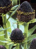Black-Eyed Susan, Echinacea Orientale, Arancio Echinacea, Echinacea Appariscente (Rudbeckia) nero, caratteristiche, foto