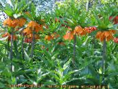 Gartenblumen Crown Imperial Fritillaria foto, Merkmale orange