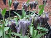 les fleurs du jardin Couronner Fritillaria Impériales photo, les caractéristiques noir
