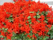 Gartenblumen Scharlach Salbei, Rot Salbei, Rote Salvia, Salvia splendens foto, Merkmale rot