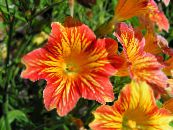 Gartenblumen Bemalte Zunge, Salpiglossis foto, Merkmale orange