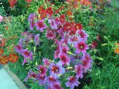Gartenblumen Bemalte Zunge, Salpiglossis foto, Merkmale rosa