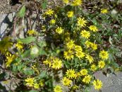 I fiori da giardino Strisciante Zinnia, Sanvitalia foto, caratteristiche giallo