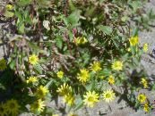 les fleurs du jardin Rampante Zinnia, Sanvitalia photo, les caractéristiques jaune