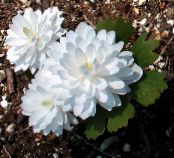 I fiori da giardino Sanguinaria, Puccoon Rosso foto, caratteristiche bianco