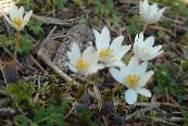 Garden Flowers Bloodroot, Red Puccoon, Sanguinaria photo, characteristics white