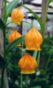 I fiori da giardino Cinese Giglio Lanterna, Campane Di Natale, Sandersonia foto, caratteristiche arancione