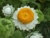 I fiori da giardino Alato Eterno, Ammobium alatum foto, caratteristiche bianco