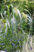 Garden Flowers Foxtail Millet, Setaria photo, characteristics green