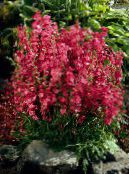 Gartenblumen Checkerbloom, Nutztiere, Stockrose, Wiese Malve, Checker Malve, Sidalcea foto, Merkmale rot