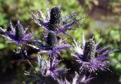 Garden Flowers Amethyst Sea Holly, Alpine Eryngo, Alpine Sea Holly, Eryngium photo, characteristics purple