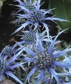 Garden Flowers Amethyst Sea Holly, Alpine Eryngo, Alpine Sea Holly, Eryngium photo, characteristics light blue