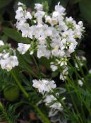 Gartenblumen Jakobsleiter, Polemonium caeruleum foto, Merkmale weiß