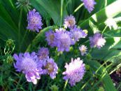  Scabiosa, Pincushion Flower photo, characteristics lilac