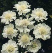 Gartenblumen Scabiosa, Nadelkissen Blume foto, Merkmale weiß