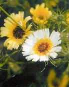 Gartenblumen Gelb Habichtskraut, Tolpis barbata foto, Merkmale gelb