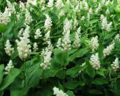 I fiori da giardino Canada Mayflower, Falso Mughetto, Smilacina, Maianthemum  canadense foto, caratteristiche bianco