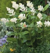 I fiori da giardino Canada Mayflower, Falso Mughetto, Smilacina, Maianthemum  canadense foto, caratteristiche bianco