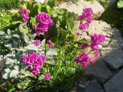 Garden Flowers Rose of Heaven, Viscaria, Silene coeli-rosa photo, characteristics pink