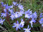 Garden Flowers Glory of the snow, Chionodoxa photo, characteristics light blue