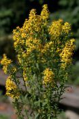 I fiori da giardino Goldenrod, Solidago foto, caratteristiche giallo