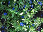Gartenblumen Blau Pimpernel, Anagallis Monellii foto, Merkmale blau