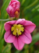 les fleurs du jardin Sparaxis, Fleur Arlequin photo, les caractéristiques rose
