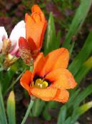 les fleurs du jardin Sparaxis, Fleur Arlequin photo, les caractéristiques orange