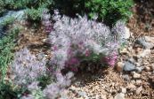 les fleurs du jardin Grande Betony, Stachys photo, les caractéristiques rose