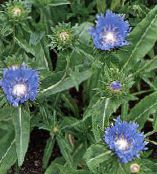les fleurs du jardin Bleuet Aster, Aster Attise, Stokesia photo, les caractéristiques bleu ciel