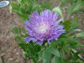 les fleurs du jardin Bleuet Aster, Aster Attise, Stokesia photo, les caractéristiques lilas