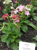 Gartenblumen Blühenden Tabak, Nicotiana foto, Merkmale rosa