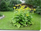 I fiori da giardino Telekia, Oxeye Giallo, Heartleaf Oxeye, Telekia speciosa foto, caratteristiche giallo