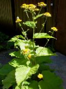 I fiori da giardino Telekia, Oxeye Giallo, Heartleaf Oxeye, Telekia speciosa foto, caratteristiche giallo