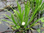 Gartenblumen Wasser Aloe, Wasser Soldat, Krabben Kralle, Stratiotes aloides foto, Merkmale weiß
